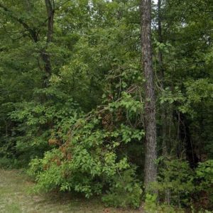 Autumn Deal! 0.32 Acres in Cherokee Village – No Credit Check, $75/Mo Financing