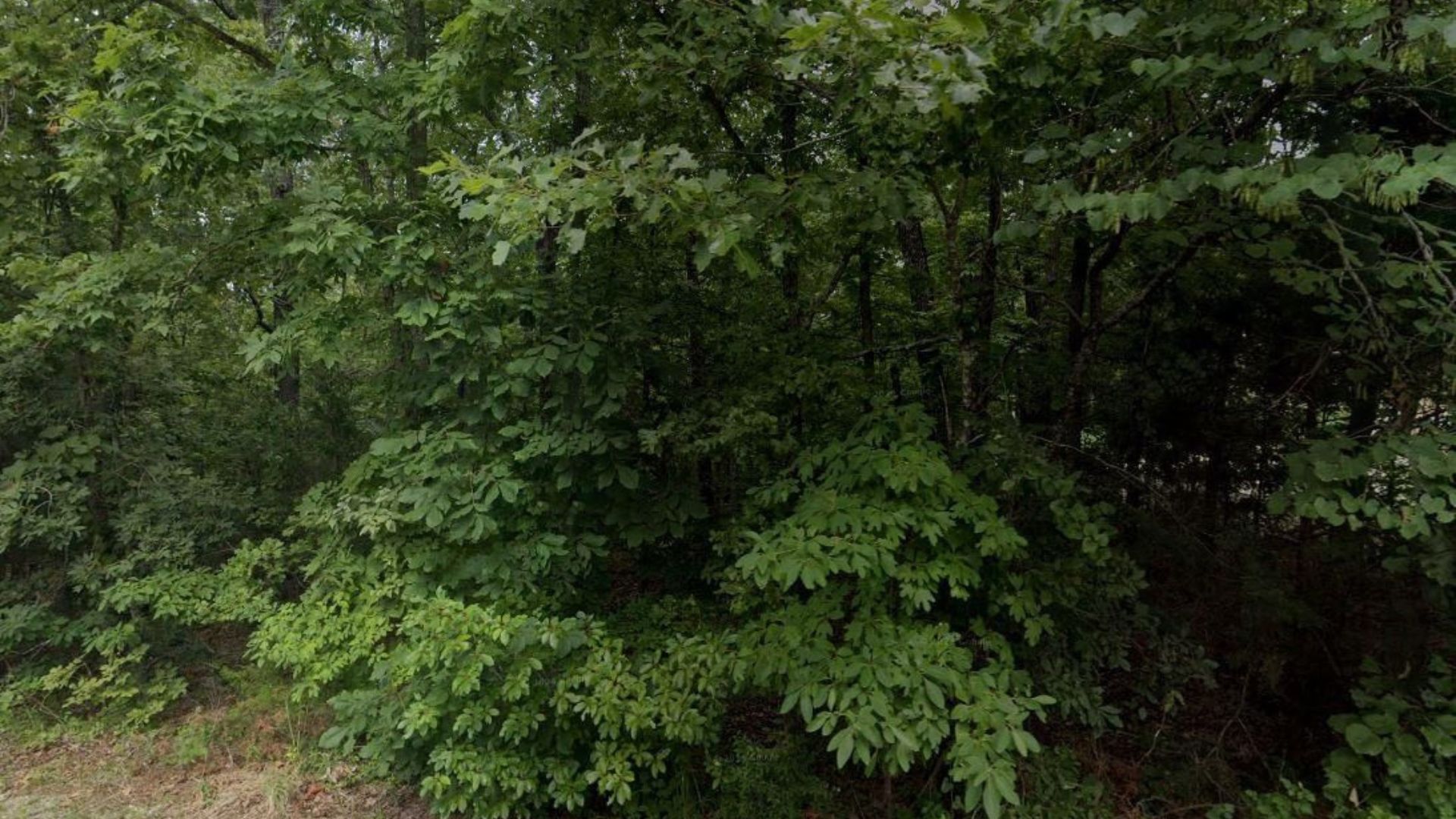 Autumn Deal! 0.32 Acres in Cherokee Village – No Credit Check, $75/Mo Financing - Image 3