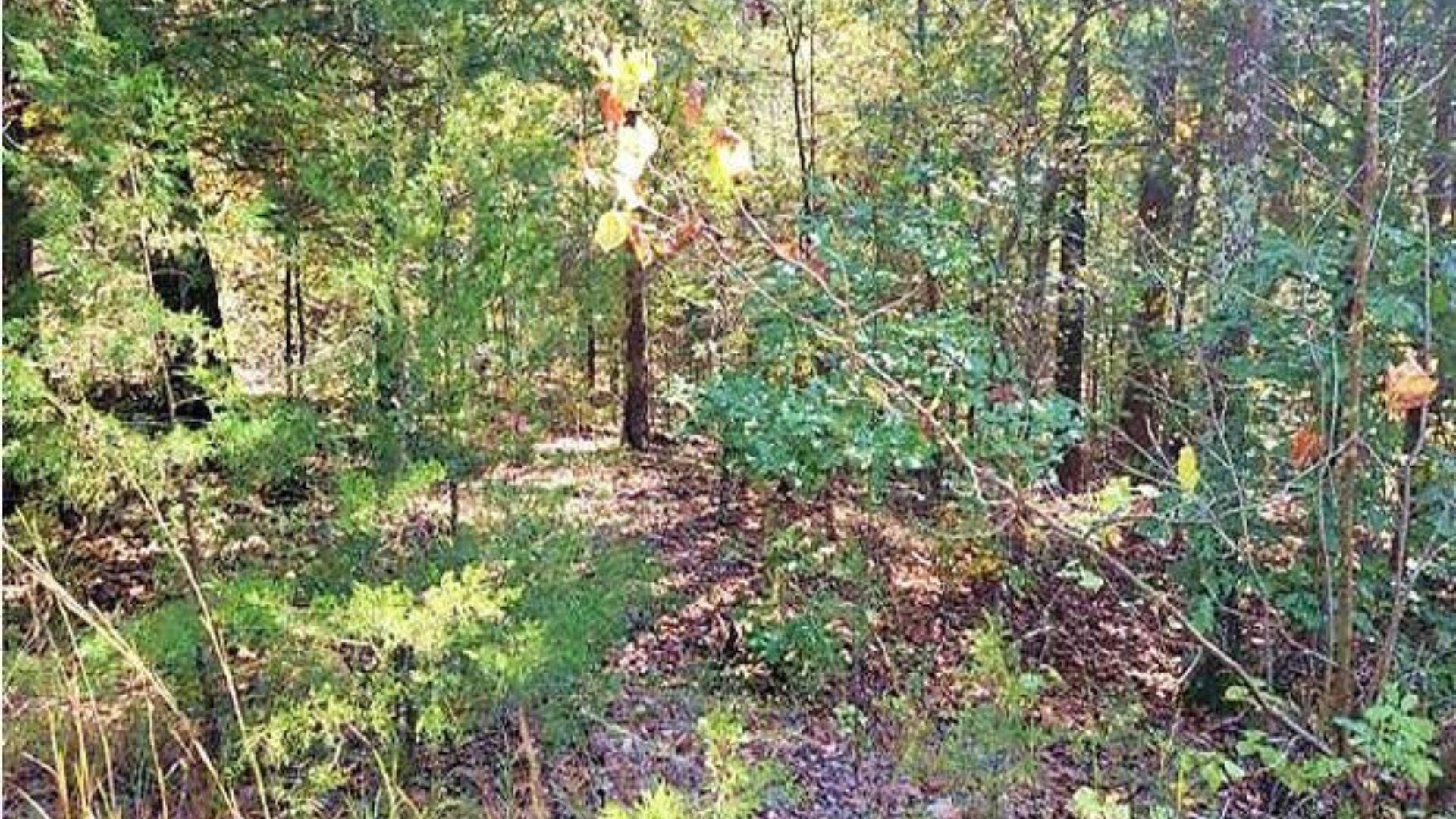 π Mini Lot, Mega Romance β Own 0.21 Acres in Fulton, AR! 75/MO!