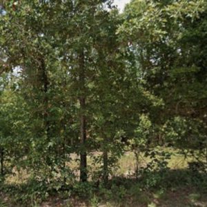 💘 Land to Love — 0.22 Acres of Freedom in Fulton, AR! $75/Mo!